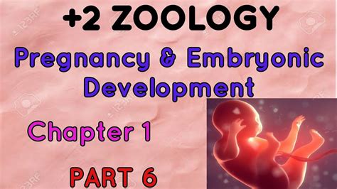 Fertilization Pregnancy And Embryonic Development Parturitionandlactation