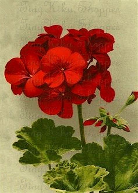 Single RED GERANIUM With BUD 328 Art Print Fabric Block Etsy Red