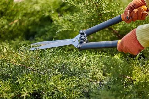 How To Sharpen Hedge Clippers With File And Sharping Stone