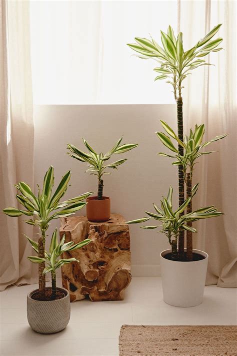 ᐈ Las mejores plantas para tener en tu habitación y mejorar tu calidad