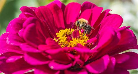 22 Proven Flowers That Attract Bees 2021 Guide Bird Watching Hq