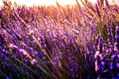 Tahukah Kamu Ada 17 Manfaat Bunga Lavender Untuk Kesehatan