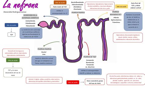 Sitio de Acción de los Diuréticos Esme Rodríguez uDocz