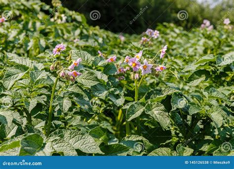 Potato Plant Flowers Blooming in the Garden Stock Photo - Image of ...