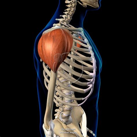 Deltoid Diagram