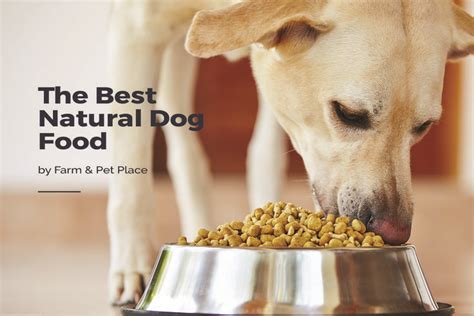 Best Natural Dog Food - The Top Natural Food for Dogs | Dog food ...