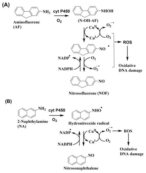 Evaluating Metabolite Related Dna Oxidation And Adduct Damage From Aryl