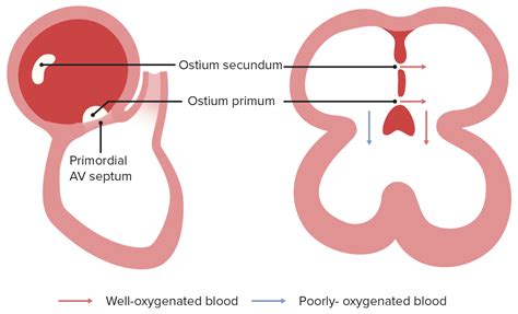 Development Of The Heart Lecturio Online Medical Library