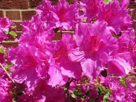 Purple Azalea Flowers In The Garden In Spring Stock Image Image Of