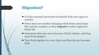 Migration of the birds | PPT