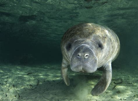 Manatees Missing Link Found In Africa Live Science