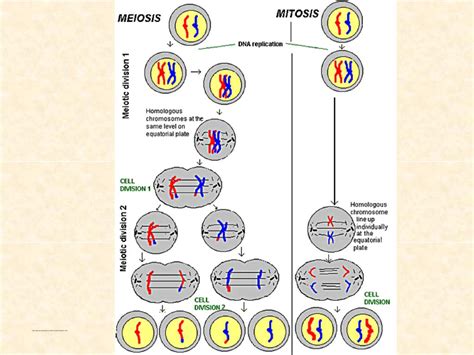 Ppt How Cells Divide Powerpoint Presentation Free Download Id 3070816