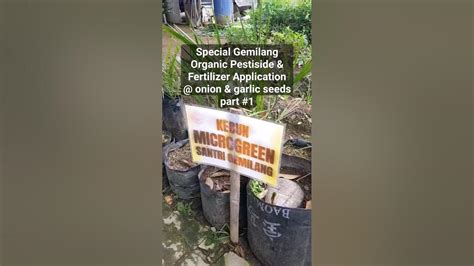 Application Of Gemilang Organic Pestiside And Fertilizer Kebunkurma