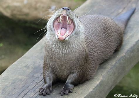 Otter Teeth