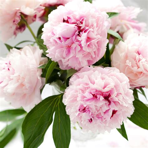 Pink Peony Petals Fragrance Oil 762 - Crafter's Choice