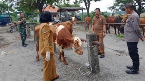 Terus Merugi Pedagang Ternak Harap Pasar Hewan Di Gresik Segera Dibuka