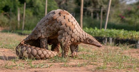 Pangolin Vs Armadillo 9 Key Differences Explained A Z Animals