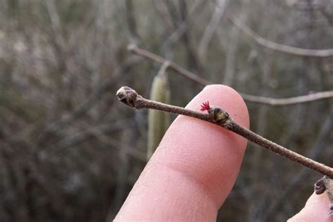 Beaked Hazelnut (Corylus cornuta) – Seashore to Forest Floor