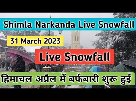 Shimla Manali Live Snowfall Shimla Narkanda Live Snowfall Today Shimla