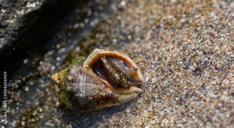 Rapana Venosa Common Name The Veined Rapa Whelk A Marine Gastropod