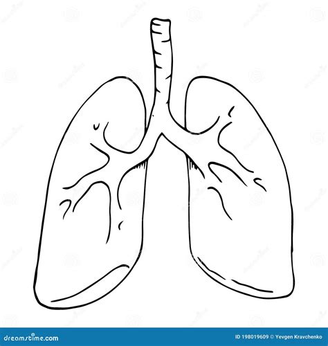 Lungs Icon Vector Illustration Of Lungs Hand Drawn Human Lungs Stock