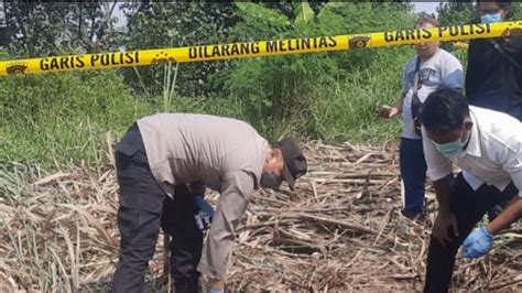 Kerangka Manusia Ditemukan Di Kebun Tebu Diduga Meninggal Bulan Lalu