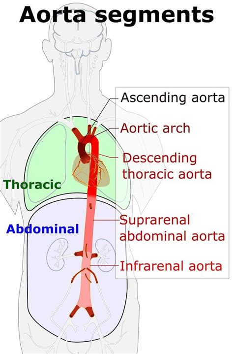 Difference Between Ascending and Descending Aorta | Compare the ...