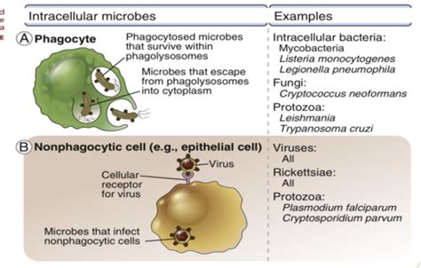 T CELL MEDIATED IMMUNITY Quizlet