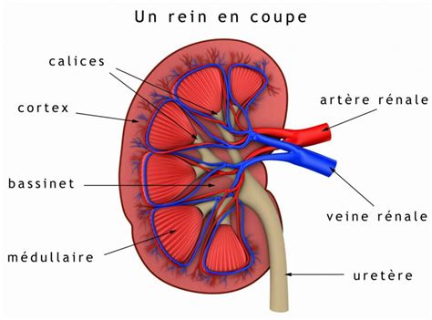 Les Fonctions Du Rein France Rein