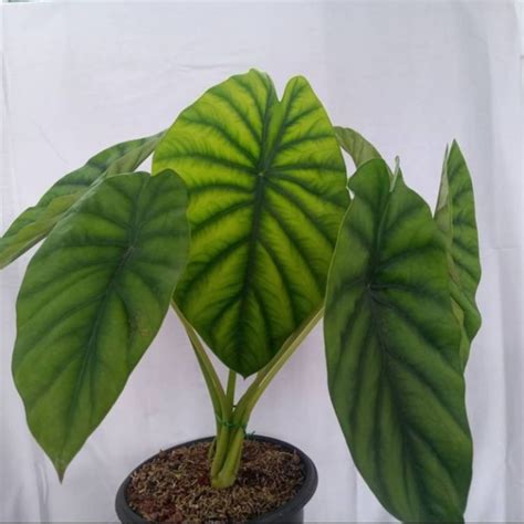 Jual Alocasia Dragon Hijau Tanaman Hias Alokasia Dragon Hijau Murah