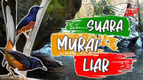 PANCINGAN SUARA MURAI BATU DI ALAM LIAR YouTube