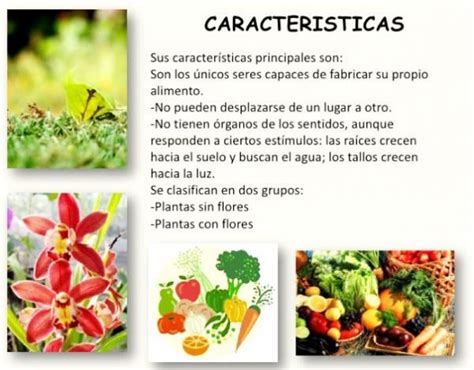 Reino Vegetal Caracter Sticas Y Clasificaci N De Las Plantas