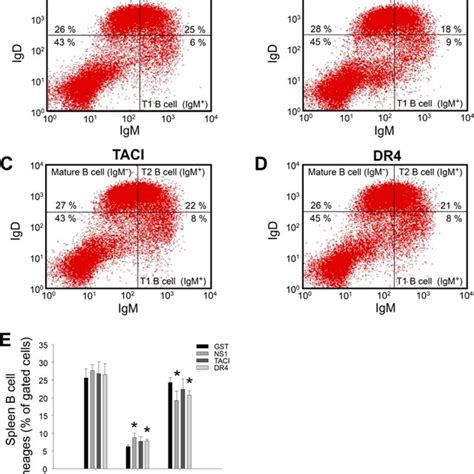 Bone Marrow B Cd Pre Pro B And B Cd Pre B Cells Were