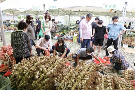 단양마늘축제 성료행사기간 2억8700만 원 판매 투어코리아 No1 여행·축제 뉴스