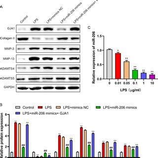 Upregulation Of MiR 206 Reduced Inflammation And Inhibited Apoptosis By