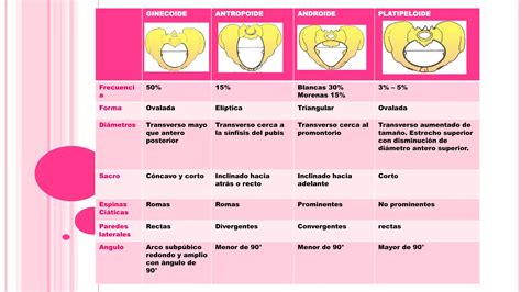 Anatomia Genitales Femeninos Ppt