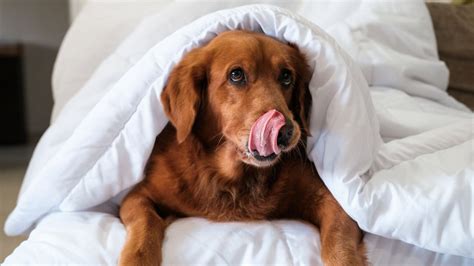 Je Suis Dresseur Canin Et Voici Les 3 Races De Chiens Que Je Ne