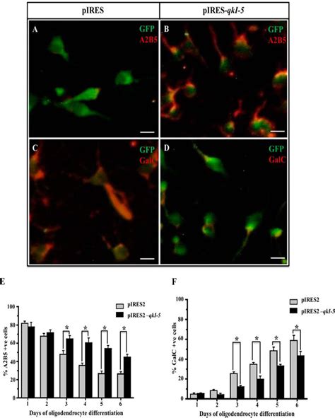 Rna Binding Protein Quaking Stabilizes Sirt Mrna During