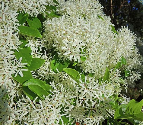 Waxleaf Privet Flowers Photograph By Marian Bell Fine Art America