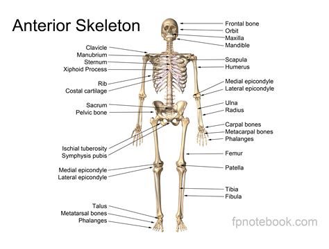 Musculoskeletal Anatomy