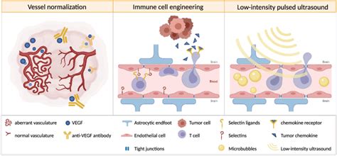 Strategies To Enhance Immune Cell Trafficking Into Brain Tumors A