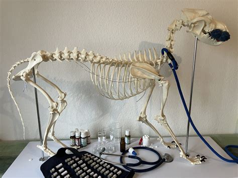 Naturheilkundliche, ganzheitliche Behandlung – Alternativmedizin für ...