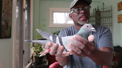 The Best Flying Record Ever At The Hoosier Classic Pigeon Race Meet