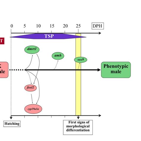 Putative Pathway Of Temperature Induced Sex Reversal Of Xx Females Download Scientific Diagram