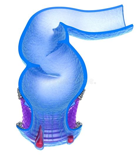 Sinuses Anatomy Stock Illustrations 515 Sinuses Anatomy Stock