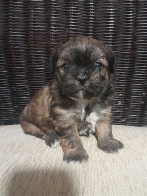 Shih tzu suczka 7 tygodni Krużlowa Niżna OLX pl