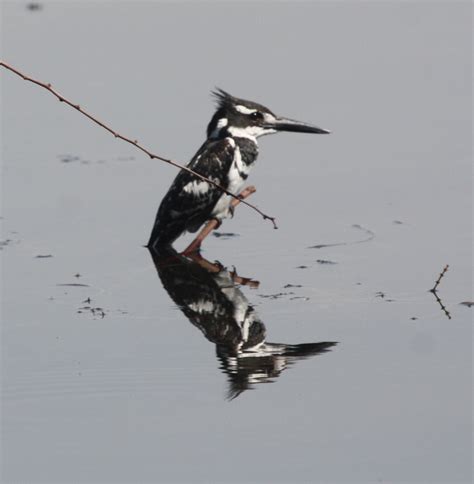 Birding in Egypt: 3/5/10 birds on the river Nile