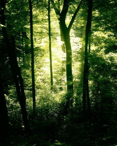 Forest light | Forest light, Landscape, Landscape art