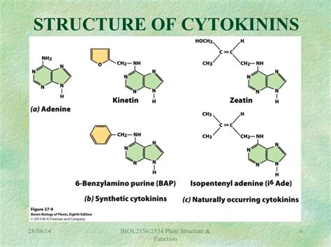 Ab206 Hormones 3 Cytokinins And Florigen