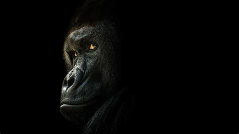 Gorilla Desktop Wallpapers Top Free Gorilla Desktop Backgrounds